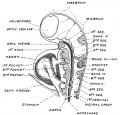 Fig. 80. Tubular form, the neuromeres and relations of the Mid- and Hind-Brain in a Human Embryo 18 body somites