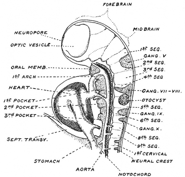 Fig. 80 Showing the tubular form, the neuromeres and relations of the Mid- and Hind-Brain in a Human Embryo in which there were 18 body somites