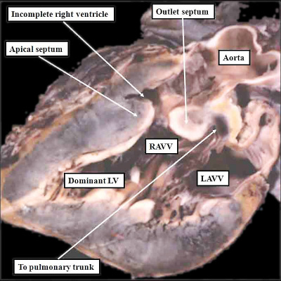 Anderson2016-fig10.jpg