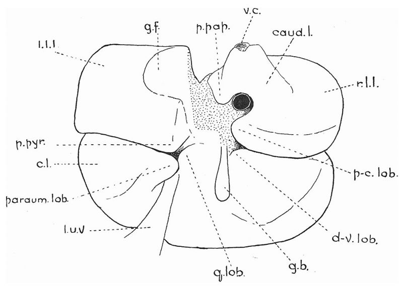 File:Bradley1908 fig02.jpg