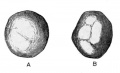 Fig. 2 Models, made after the Born method, of two tubal ova of the albino rat in the pronuclear stage.