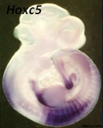 Developmental Signals - Homeobox - Embryology