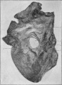 Fig 25