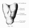 Fig. 601. Cloacal membrane human embryo 3 mm GL (Embryo E. B.) forms a rhomboidal groove slightly depressed below the surface of the embryo, between the umbilicus and the coccygeal tubercle.