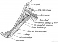 Fig. 249. Latissimo-condyloideus Muscle.