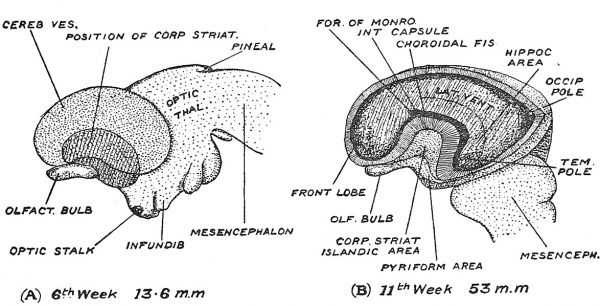 Fig. 107 Expansion of the left Cerebral Vesicle