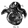 Fig 19 human embryo 9 mm