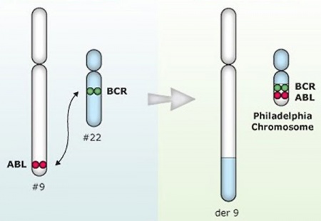 Philadelphia chromosome - Embryology
