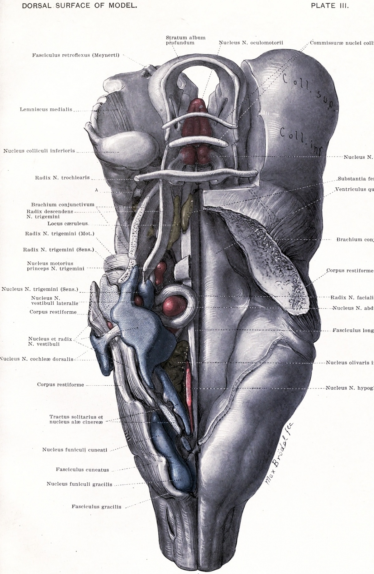 Book - An Atlas of the Medulla and Midbrain - Figures - Embryology