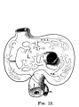 Fig 12 human embryo 6.6 mm