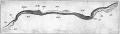 Fig. 49. Median longitudinal section blastoderm of chick after the primitive axis