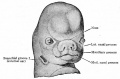 Fig. 99. Ventral view of head of human embryo of 8 weeks.