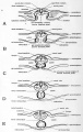 Fig. 26. Diagrams of transverse sections through the pericardial region of chicks at various stages to show the formation of the heart.