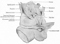 Fig. 337. Dissection male human fetus of 21 cm