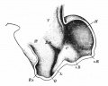 Fig. 436. Human embryo about 4.5 weeks