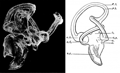 Fig. 6. Membranous Labyrinth of the Masai Ostrich