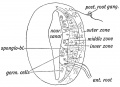 Fig. 160. Diagrammatic Section showing the three Zones of the Spinal Neural Tube at the Gth week.