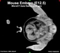 Mouse CT E12.5 axial movie.jpg
