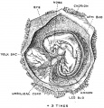 Fig. 2. Human Embryo and its Membranes at the end of the fifth week of development
