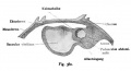 Fig. 380. The germ of the embryo as in Fig. 379.
