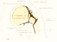 Streeter1921 fig19.jpg