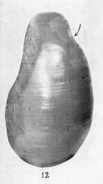 File:Anson1934 fig12.jpg