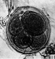 Fig. 11. Photograph of a five-cell stage ovum of the pony (P 4) in agar. x 480.