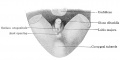 Fig. 641. Female external genitalia of an embryo of 32.5 mm GL. The phallus has become the clitoris, the glans and coronary sulcus are recognizable. The ostium urogenitale has preserved its relation to the anal opening, but no longer reaches the sulcus coronarius glandis.
