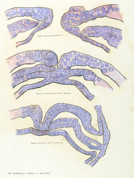 File:Keiller Glaevecke embryo drawing 1.jpg