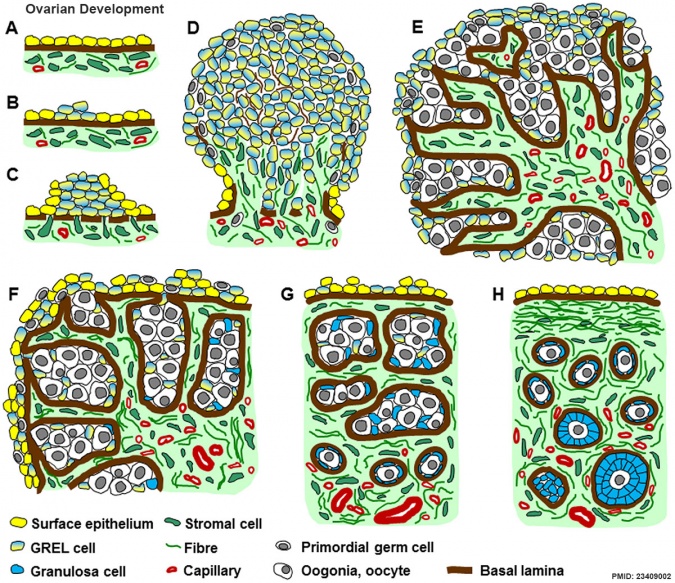 Bovine Development - Embryology