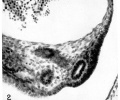 Fig. 2. Ventrolateral position of the Müllerian duct, and part of the ostial thickening, in an 11.0 mm embryo. Note the large posterior cardinal vein. Embryo no. 1836. X 300.
