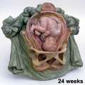 Week 24 Fetus Model