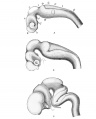 Fig. 30. Profile views of the brains of human embryos as seen during the third (A), fourth (B), and eighth (C) weeks