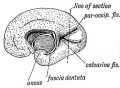 Fig. 155. View of the Mesial Surface of the Brain in the 5th month.