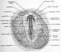 Fig. 15. Dorsal view of entire chick embryo having 4 pairs of mesodermic somites