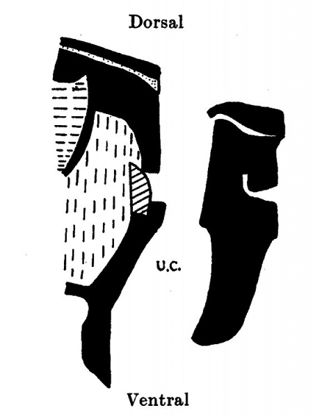 File:Wyburn1939-text-fig06.jpg