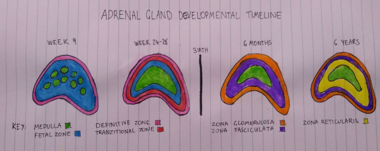 2018 Group Project 1 - Embryology