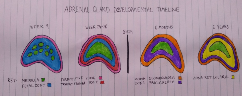 File:Adrenal Medulla Developmental Timeline.jpg