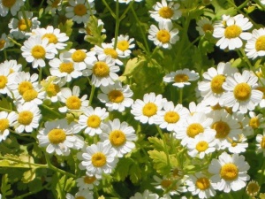 Feverfew 02.jpg