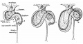 5 curve of the duodenum