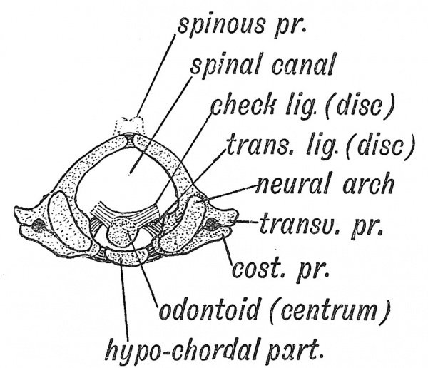 Fig. 54 The Morphological Parts of the first Cervical Vertebra.