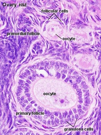 Ovary follicle 01.jpg