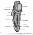 Historic - Human embryo of 5 weeks genital ridge.