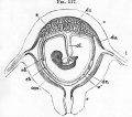 Fig. 117. Diagrammatic section of pregnant human uterus with contained foetus. (From Huxley after Longet.)