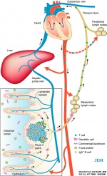 Gastrointestinal tract intestine immune cartoon