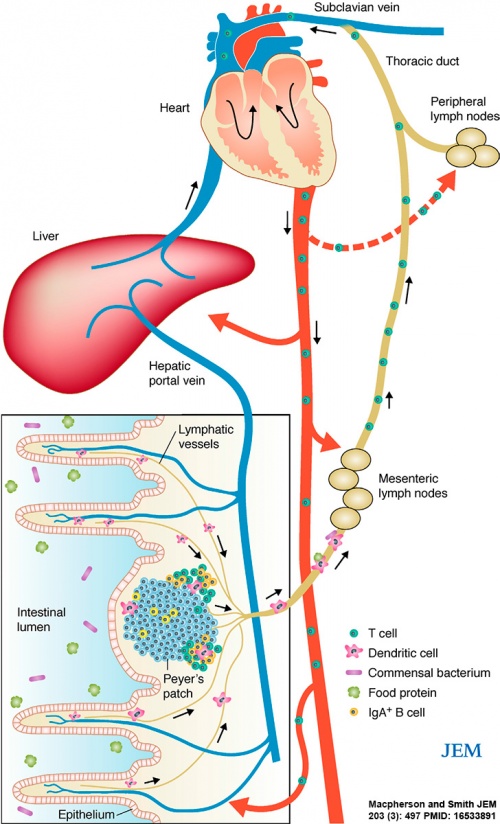Gastrointestinal tract intestine immune cartoon 01.jpg