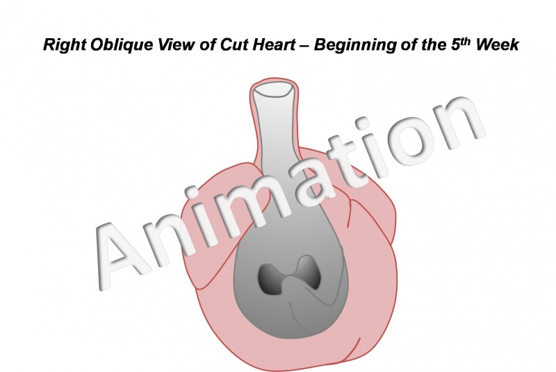 File:HeartILP draft animpic012.jpg