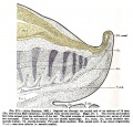 Fig. 273. Sagittal cut caudal end of embryo of 14mm