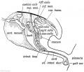 Fig. 222. The Form of the Alimentary Canal during the 5th week.