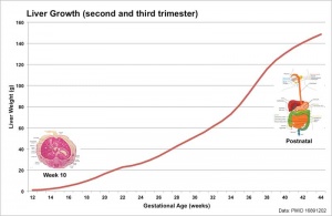 Fetal liver weight growth graph.jpg
